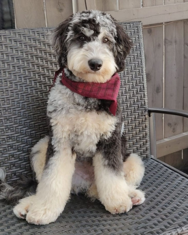 Labradoodle Coat Types Doodle Sweethearts